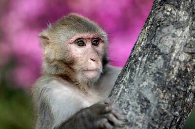 Monkey Flees With 16-Day-Old Baby in Odisha, Massive Search Operation Launched