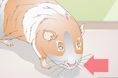 Respiratory Infections in Guinea Pigs: Signs, Treatment & Prevention