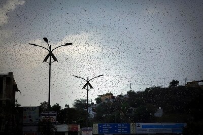 Locusts Would Not Have Spread if Rajasthan had Cooperated: Union Minister Kailash Choudhary