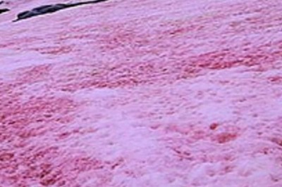 New Study Highlights The Link Between 'Watermelon Snow' And Glacial Melt