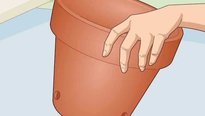 How to Care for a Crown of Thorns