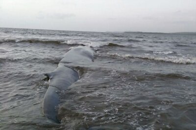47-feet Blue Whale Gets Beached in Maharashtra's Ratnagiri, Rescued