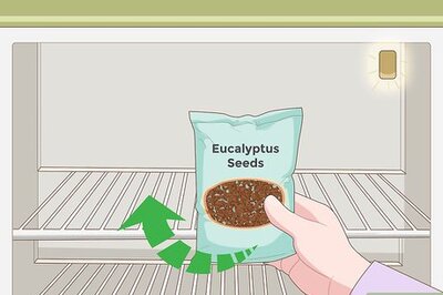 How to Grow Eucalyptus