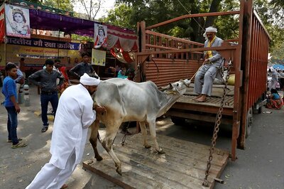 Centre Says Rajasthan Govt Should Take Action on Cow Vigilantes