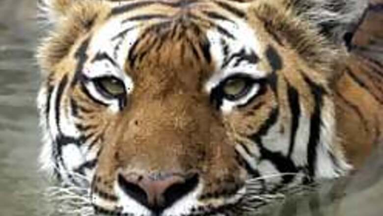 Poaching kingpin held in Nepal