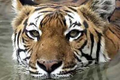 Poaching kingpin held in Nepal