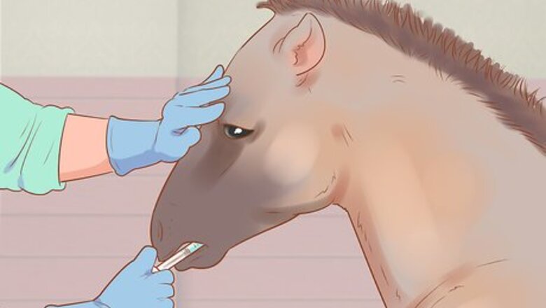 How to Wean a Foal