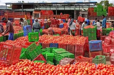 Tomato Prices Decline Sharply in Karnataka to Rs 20 Per Kg as Supply Improves Substantially