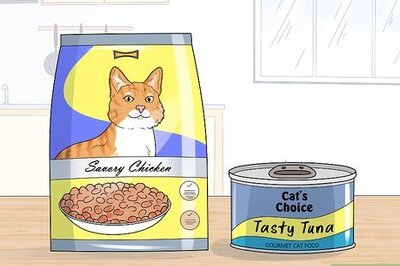 How to Feed an Overweight Cat
