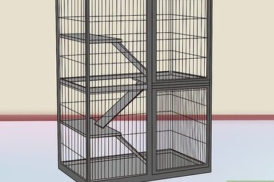 How to Play with Your Pet Chinchilla