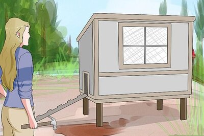 How to Train Chickens to Return to Their Coop