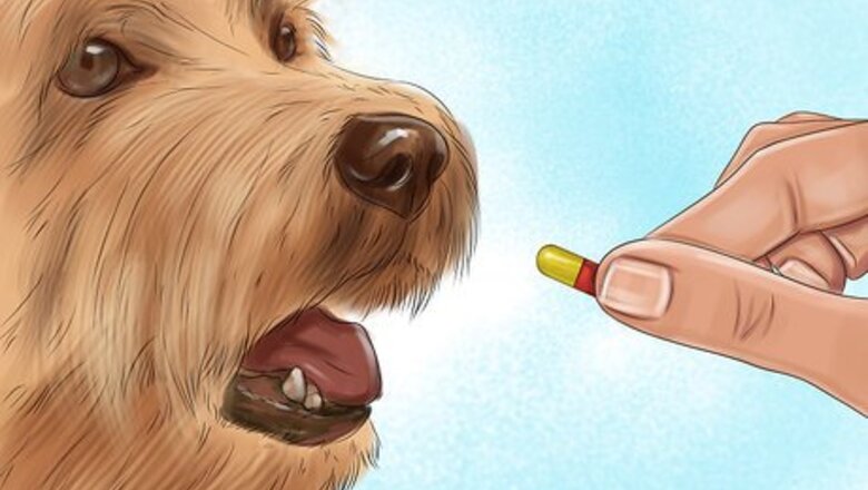 How to Prevent Ascarids in Dogs