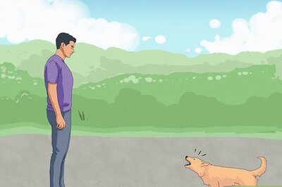 How to Stop a Dog Chase from Becoming an Attack