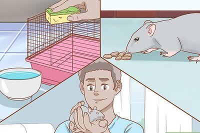 How to Care for a Pet Rat