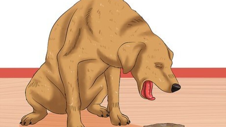 How to Cure Frequent Dog Vomiting