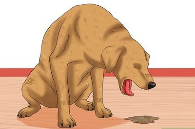 How to Cure Frequent Dog Vomiting