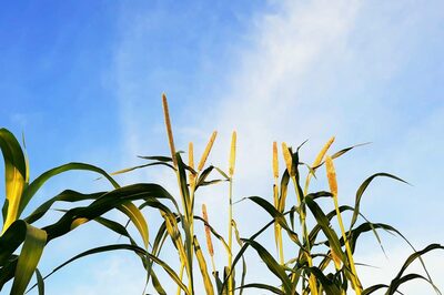Fiber-Rich Goodness: Bajra and Makka for Digestive Health in Winter