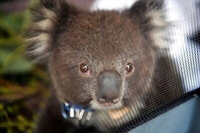 'Koala War' Throws Australian State Into Political Chaos