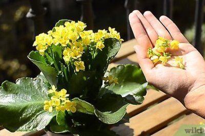 How to Drink Avarampoo