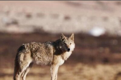 No End of Wolf Menace: After UP's Bahraich, Wolf Attacks Leave Family of 5 Injured In MP's Khandwa