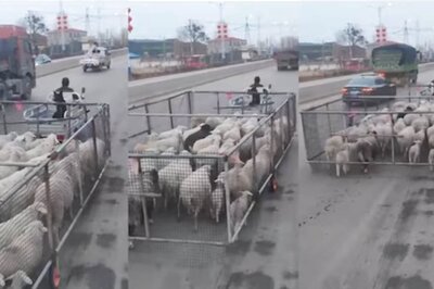 Watch: Industrialist Harsh Goenka Impressed With This Man’s ‘Jugaad’ To Herd Sheep