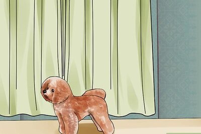 How to Help a Dog Overcome a Fear of Fireworks or Thunder