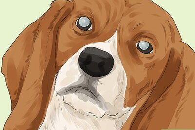 How to Help a Dog with Cataracts