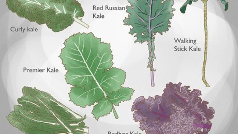 How to Grow Kale