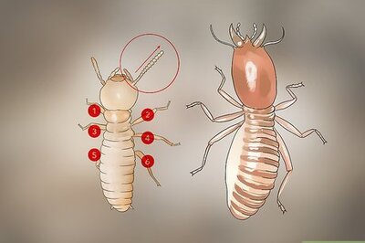 How to Identify Termite Larvae